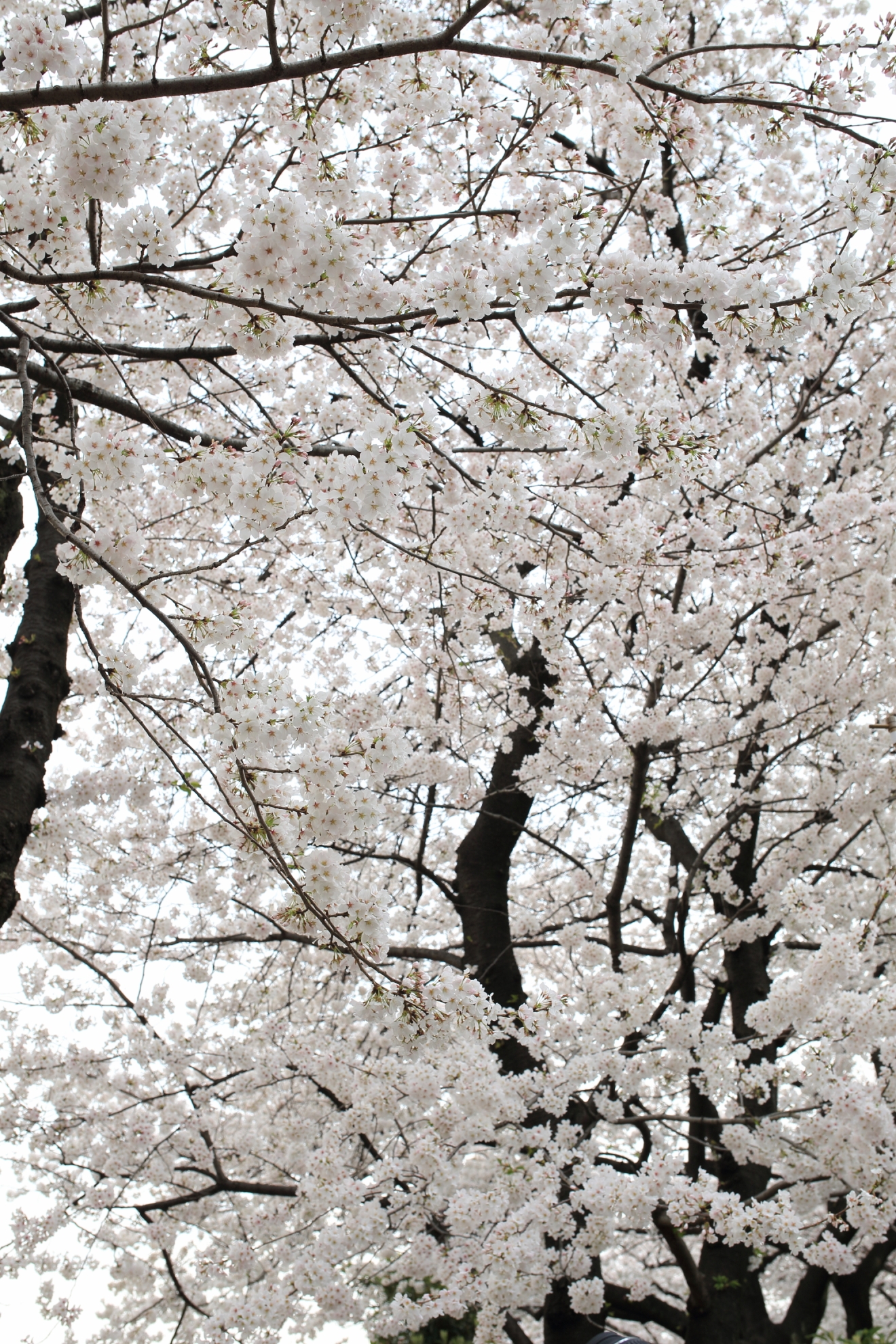 【WL写真部】　隅田公園　2013年3月24日